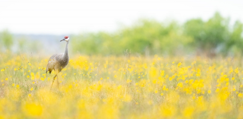 Sandhill-Crane-3200-in-tickseed-blossoms_A1G3909-Indian-Lake-Estates-FL-2