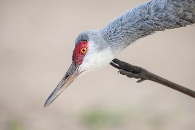 Sandhill-Crane-3200-scratching-_A1G5086-Indian-Lake-Estates-FL