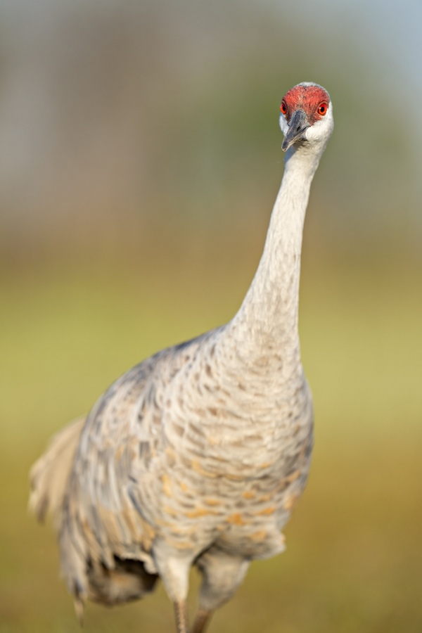 Sandhill-Crane-3200-torso-portrait-_A1G8131-Indian-Lake-Estates-FL