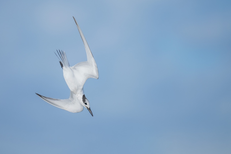 Sandwich-Tern-3200-00-diving-_A1G3272-Fort-DeSoto-Park-Tierra-Verde-FL-2