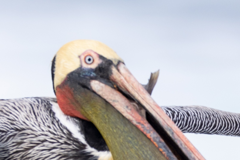 Sanjeev-unsharp-pelican-face-_J7A4898-2