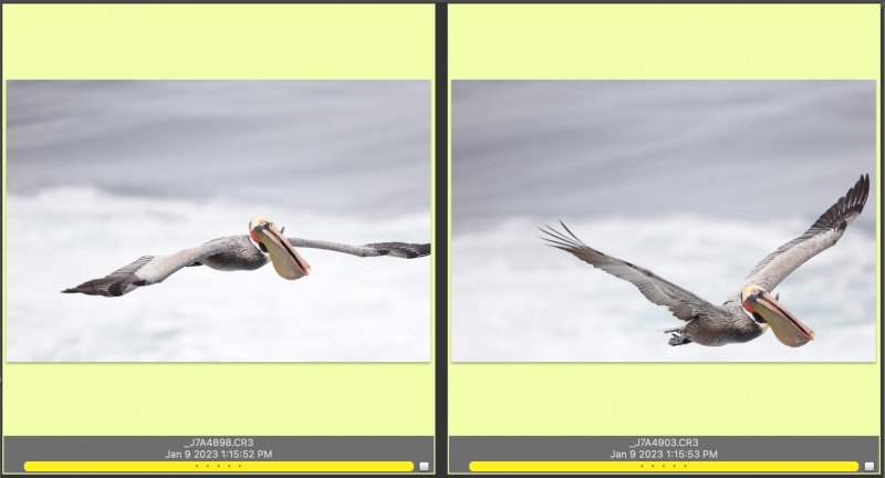 Sanjev-pelicans-A-B-1