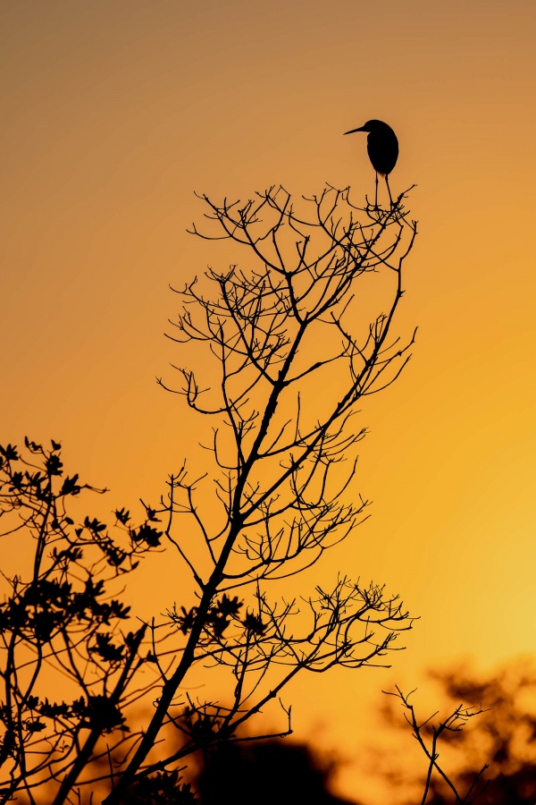 Snowy-Egret-2400-at-sunrise-_A1G7657-Fort-DeSoto-Park-Tierra-Verde-FL