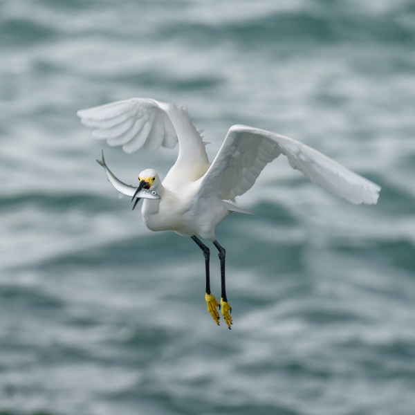 Snowy-Egret-2400-with-baifish-_A1G8724-Fort-DeSoto-Park-FL