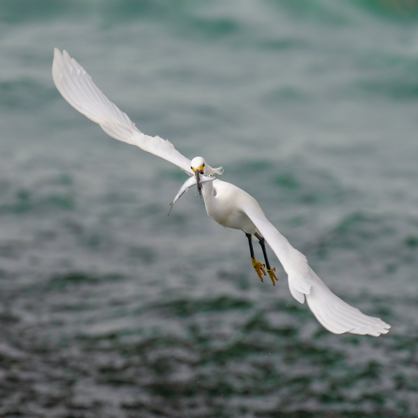 Snowy-Egret-2400-with-greenback-_A1G8667-Fort-DeSoto-Park-FL