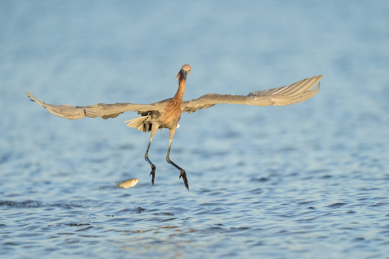 Snowy-Egret-3200-and-baitfish-in-midair-_A1G0463-Fort-DeSoto-Park-Tierra-Verde-FL