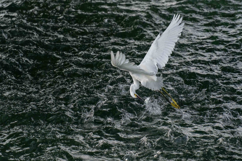 Snowy-Egret-3200-striking-_A1G9084-Fort-DeSoto-Park-FL