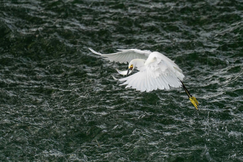 Snowy-Egret-3200-with-batitfish-_A1G8689-Fort-DeSoto-Park-FL