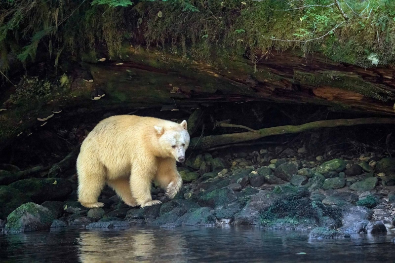 Spirit-Bear-3200-RE-DO-walking-by-stream-ANITA-NORTH-photo-_A1B8778Spirit-Bears-2022-327571