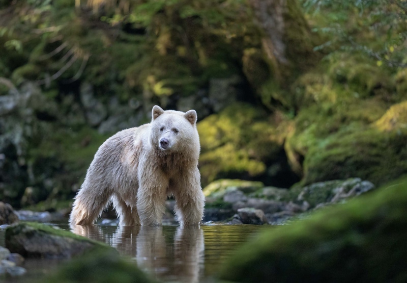 Spirt-Bear-3200-in-stream-_A1B1038Spirit-Bears-2022-315231