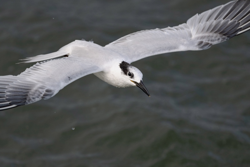 Tern-MMIlneCloseup