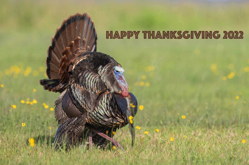 Thanksgiving-2022-Wild-Turkey-3200-tom-displaying-_A1G6631-Indian-Lake-Estates-FL