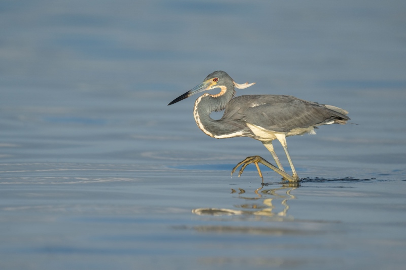 Tricolored-Heron-3200-fishing-_A1G0241-Fort-DeSoto-Park-FL