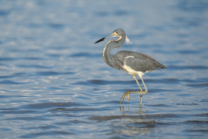 Tricolored-Heron-3200-striding-_A1G9686-Fort-DeSoto-Park-FL