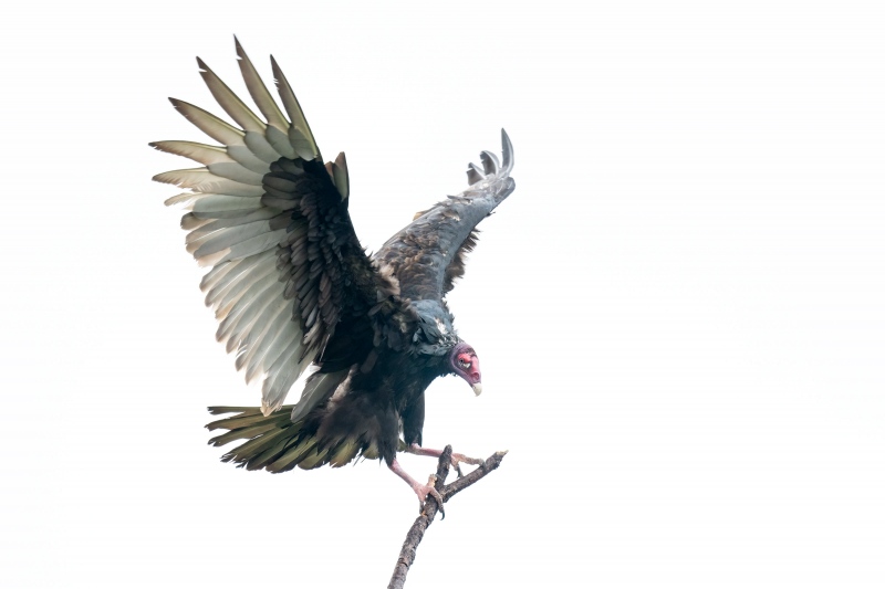 Tureky-Vulture-3200-struggling-in-wind-_A1G5052-Indian-Lake-Estates-FL