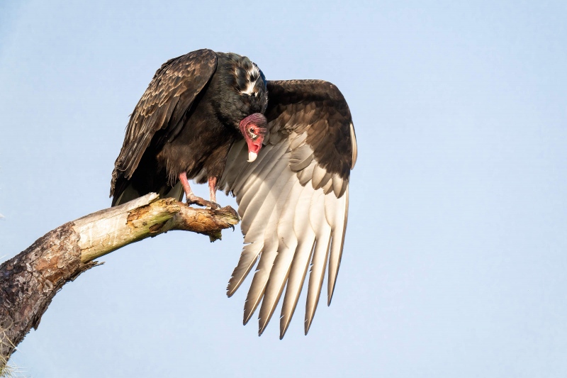 Turkey-Vulture-3200-folding-wing-after-stretch-_A1G0449-Indian-Lake-Estates-FL