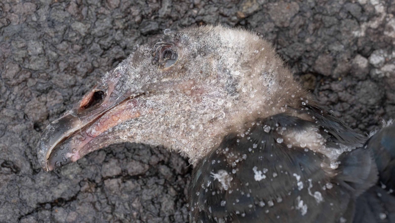 Turkey-Vulture-3200-imnature-dead-on-road-head-portrait-_A1G7034-Northwestern-New-Mexico