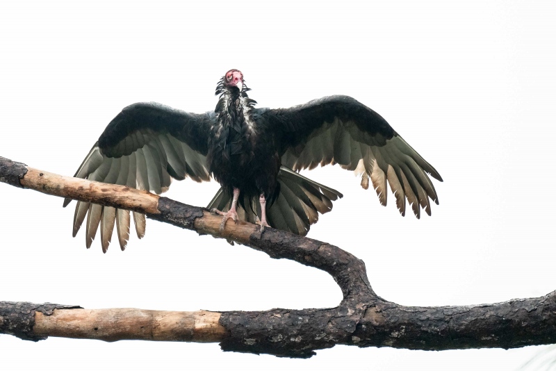 Turkey-Vulture-3200-in-rain-and-wind-_A1G5071-Indian-Lake-Estates-FL