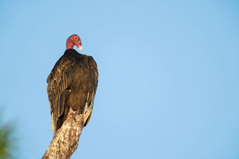 Turkey-Vulture-3200-preening-neck-posture-_A1G3894-Indian-Lake-Estates-FL