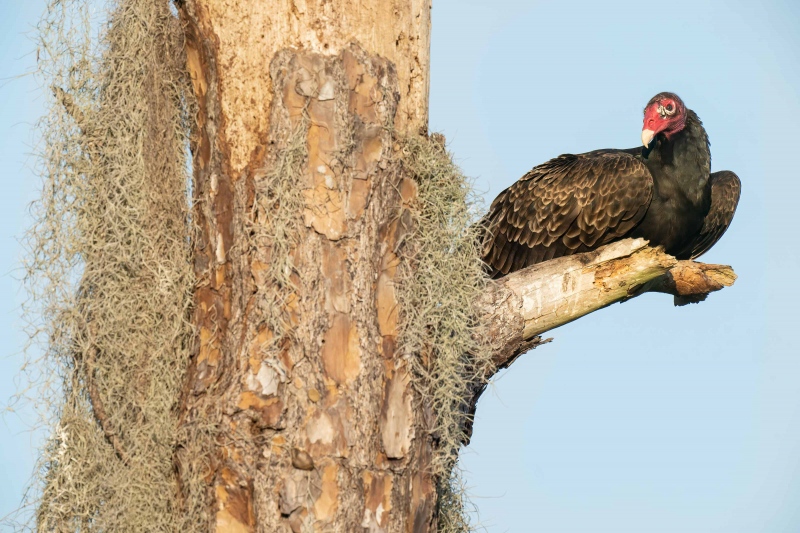 Turkey-Vulture-3200-resting-on-bracn-stub-_A1G4100-Indian-Lake-Estates-FL