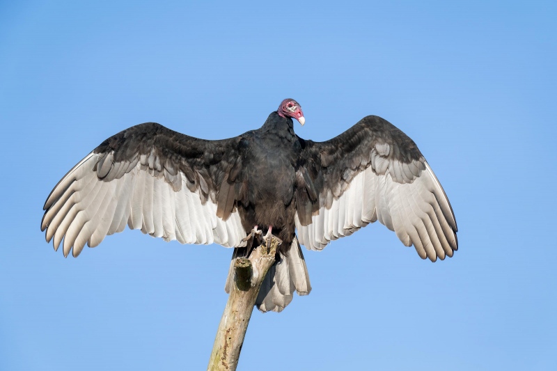 Turkey-Vulture-3200-sunning-_A1G4612-Indian-Lake-Estates-FL