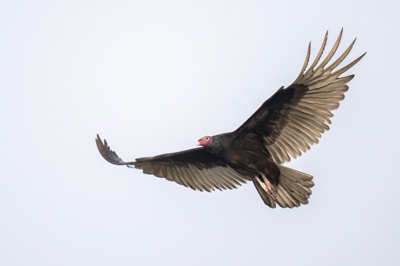 Turkey-Vulture-3200-white-sky-flight-_A1G0612-Indian-Lake-Estates-FL-2