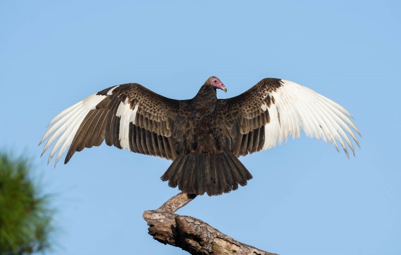 Turkey-Vulture-3200-with-half-leucistic-wing-feathers-_A1G2989-Indian-Lake-Estates-FL