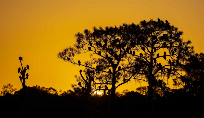 Vulture-Trees-3200A-sunrise-silhouette-_A1G9007-Indian-Lake-Estates-FL