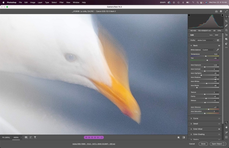 West-Gull-blur-head-crop-1