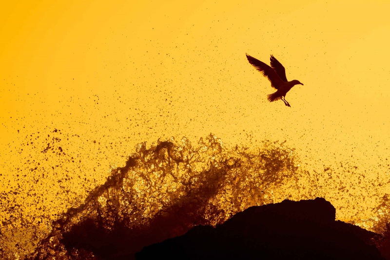 Western-Gull-3200-ANar-photo-LIGHTER-and-backlit-wave-_A1A7964