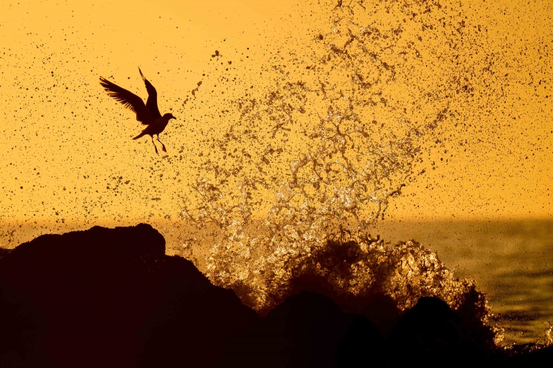 Western-Gull-3200-zero-backlit-with-breaking-wave_A1G9117-La-Jolla-ShoresBeach-CA-