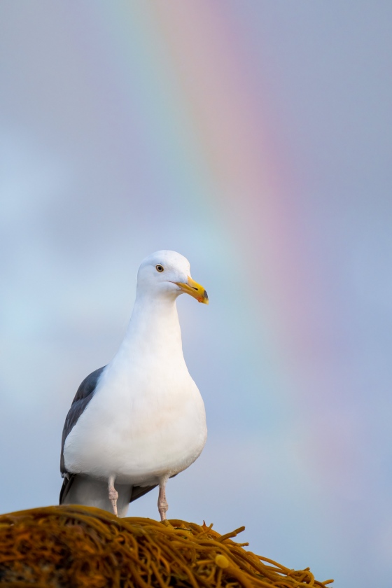 Western-Gull-3200A-with-rainbow-_A1G0059-Coronado-CA