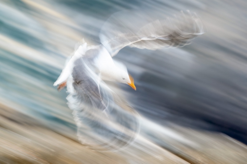 Western-Gulll-3200-pan-blurred-flight-_J1I3936-La-Jolla-CA