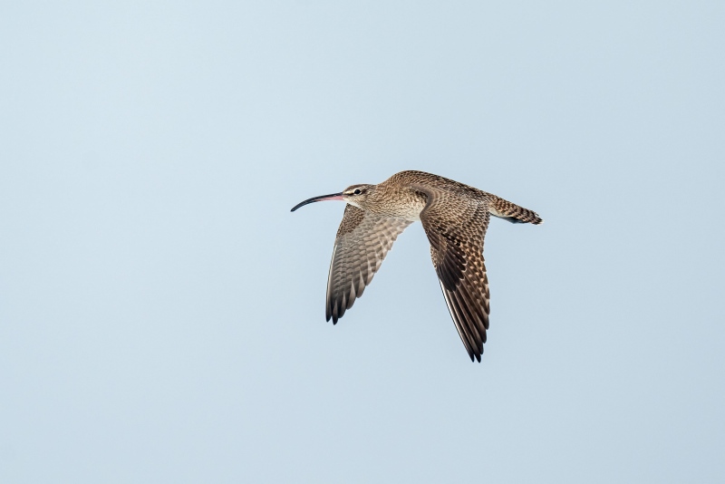 Whimbrel-3200A-flight-downstroke-_A1G4936-La-Jolla-CA