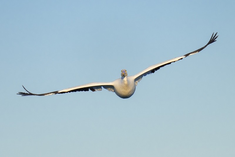 White-Pelican-3200-in-flight-early-morning-light-_A1G3810-Fort-DeSoto-Park-Tierra-Verde-FL