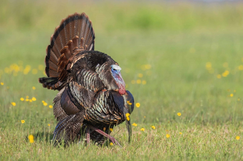 Wild-Turkey-3200-tom-displaying-_A1G6631-Indian-Lake-Estates-FL