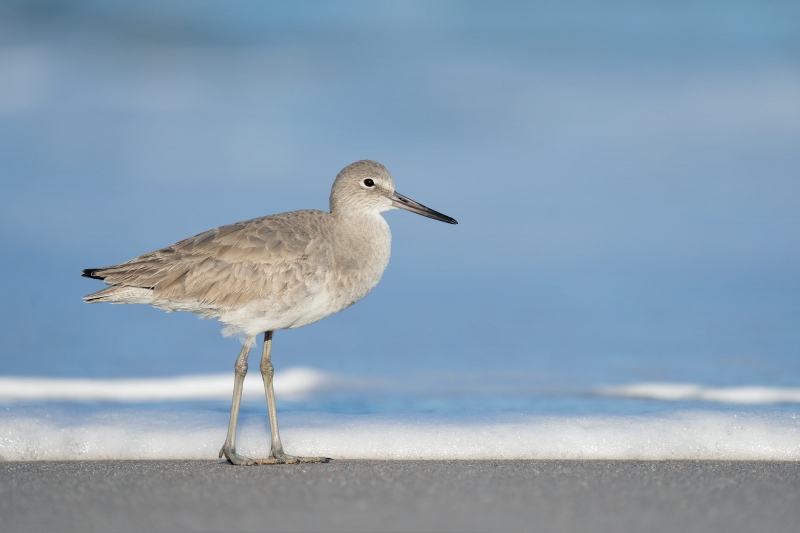 Willet-3200-basic-plumage-_A1G6830-Sebastian-Inlet-State-Park-FL