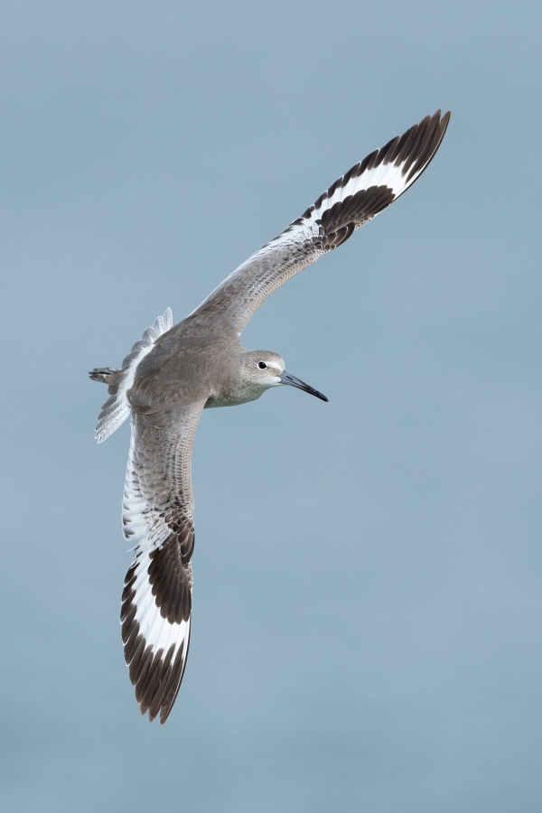 Willet-3200-flopped-banking-to-land-_A1G2526-Fort-DeSoto-Park-Tierra-Verde-FL