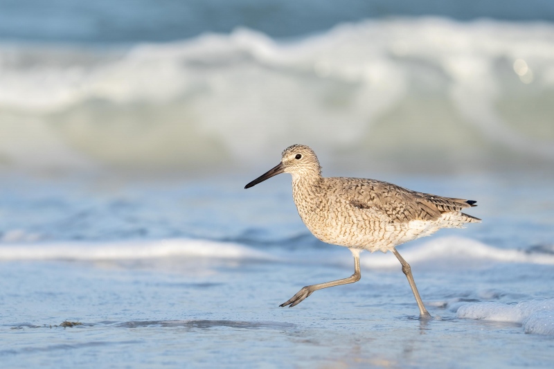 Willet-3200-running-in-surf-_A1G7776-Fort-DeSoto-Park-FL