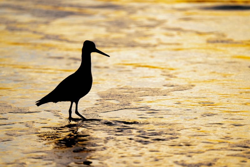 Willlet-3200a-silhouette-_A1G5390-Imperial-Beach-CA-CA