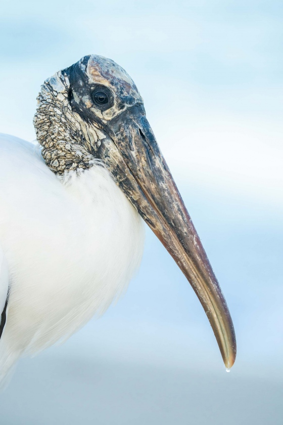 Wood-Stork-1600-soft-light-head-portrait-_A1G7682-Sebastian-Inlet-State-Park-FL-2