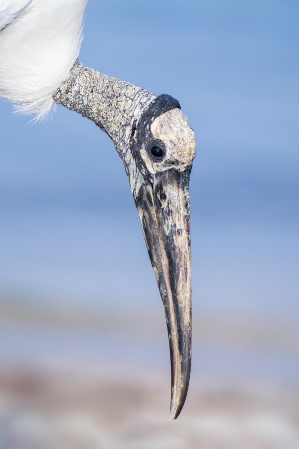 Wood-Stork-3200-head-portrait-looking-down-_A1G9427-Sebastian-Inlet-FL