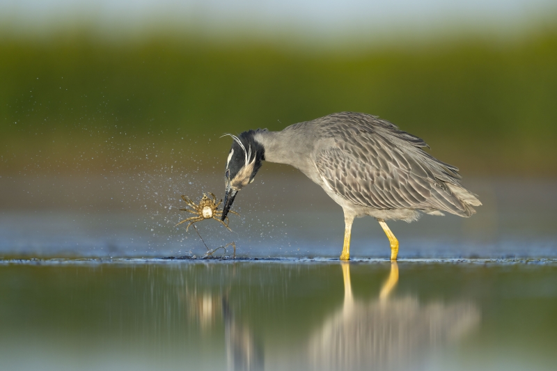 Yellow-Crowned-Night-Heron-Fort-De-Soto-2023.01.12-06448-S