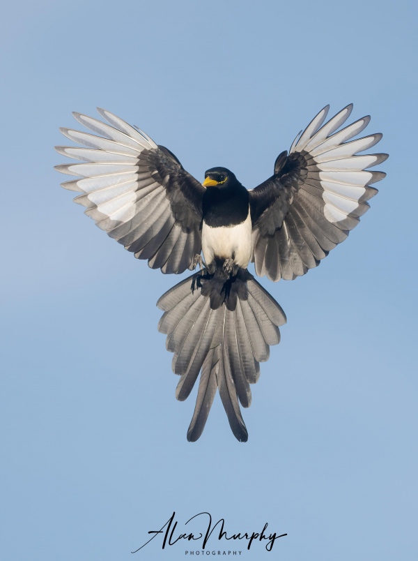 alanm3200Yellow-billed-Magpie-45