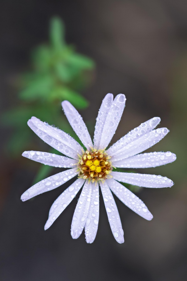 aster-3200-species-_A1G0347-Indian-Lake-Estates-FL