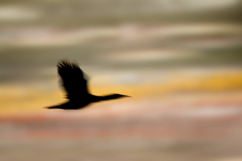 cormorant-3200-pre-dawn-flight-blur-_DSC2521-La-Jolla-CA