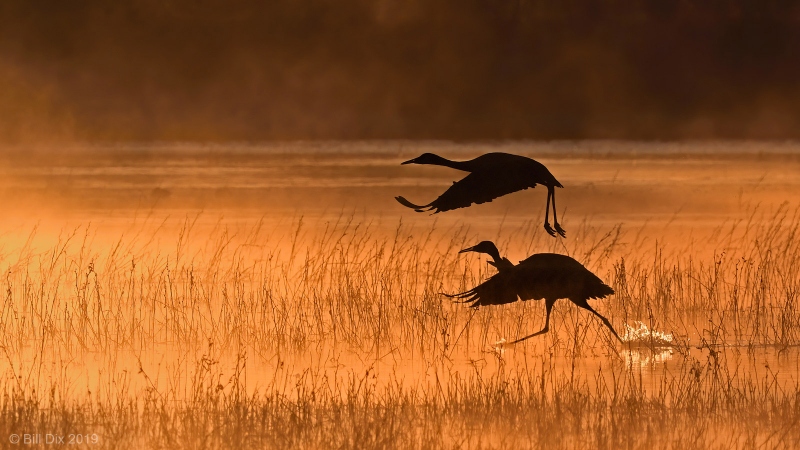 cranes-taking-off-Bill-Dix-image