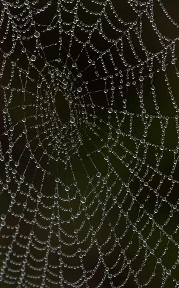 dewy-spider-web-3200-_A1G8647-Indian-Lake-Estates-FL