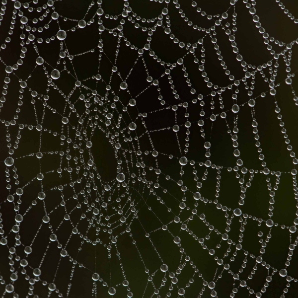 dewy-spider-web-SQ-2400-_A1G8647-Indian-Lake-Estates-FL