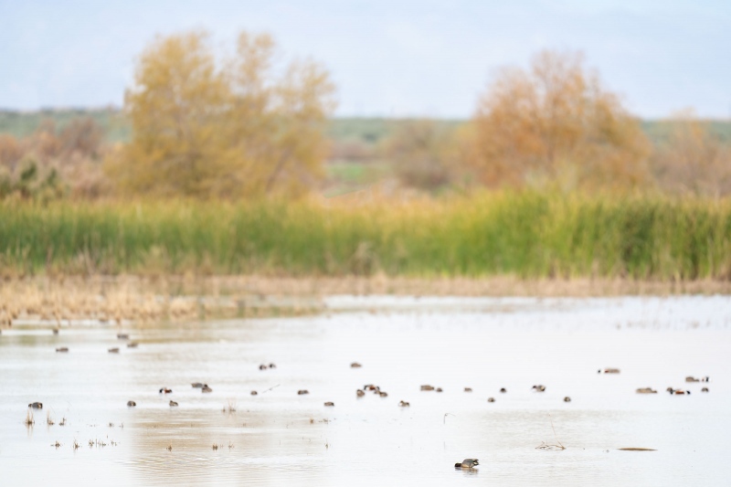 ducks-in-impoundment-3200-_A1G7447-Sonny-Bono-NWR-Salton-Sea-CA